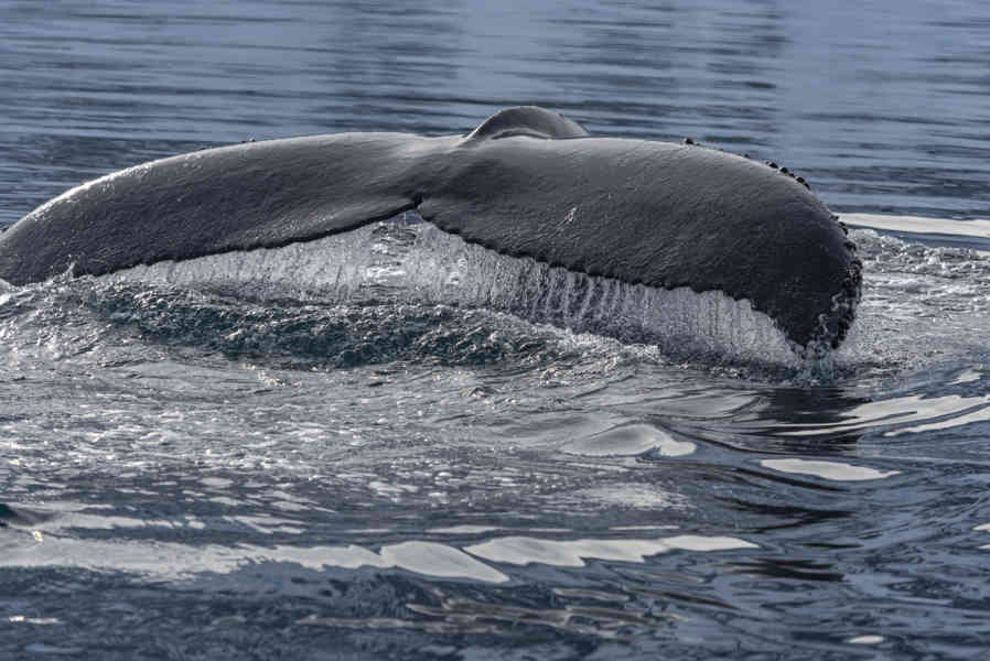 Ballena Minke - Antártida 19.jpg